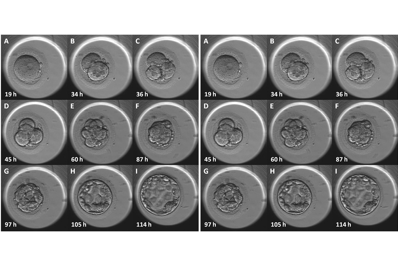 La importancia de usar plástico embriotestados en fertilidad